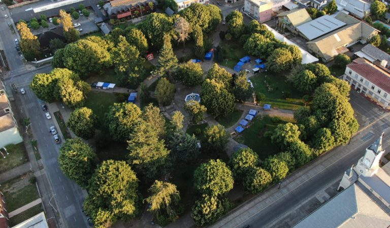 Realizan estudio sobre estado de conservación de los árboles de Plaza de la Concordia