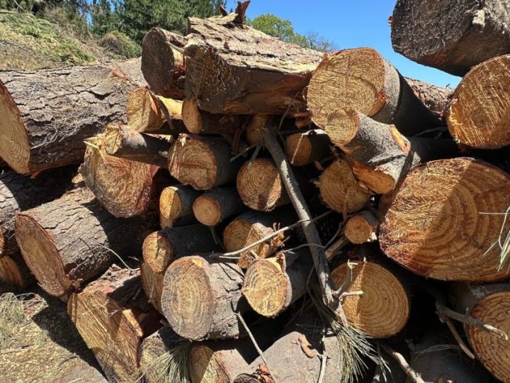 Dos personas fueron detenidas por robo de madera