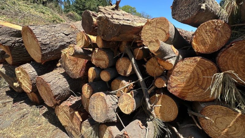 Dos personas fueron detenidas por robo de madera