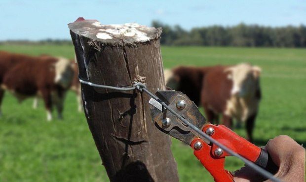 Autoridad Sanitaria elimina más de 400 kilos de carne de vacuno decomisada por la PDI