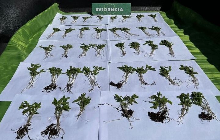 Casi 400 plantas de marihuana fueron incautadas en operativo