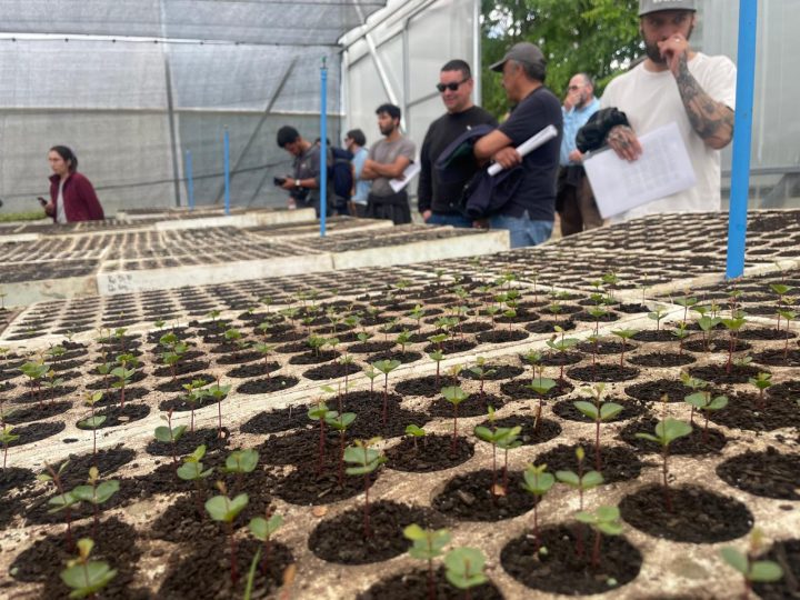 CONAF destaca trabajo en Huerto Semillero Clonal “Huillilemu”