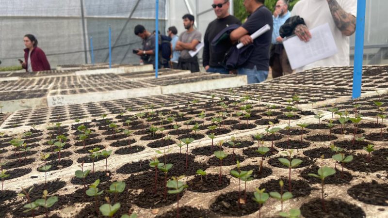 CONAF destaca trabajo en Huerto Semillero Clonal “Huillilemu”