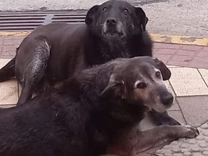 En enero se hará audiencia de preparación de juicio por caso de perros comunitarios