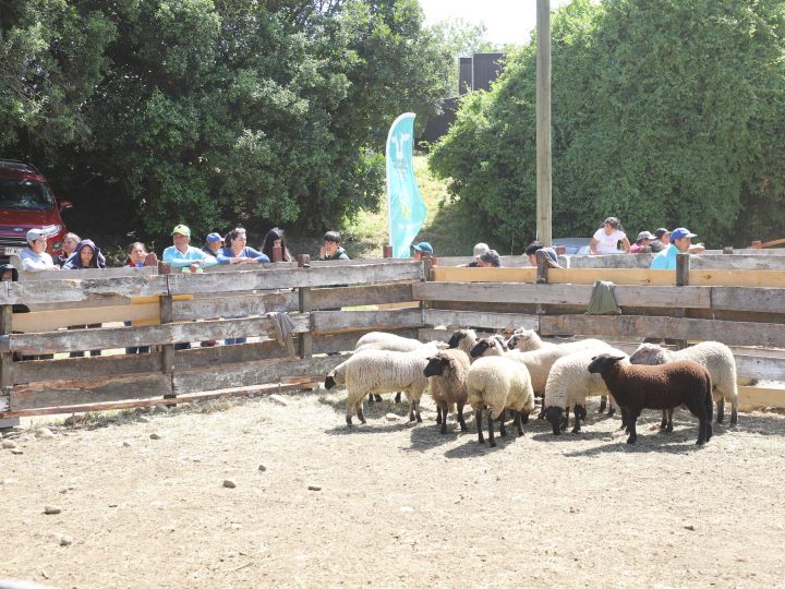 Todo preparado para la Feria del Cordero 2024