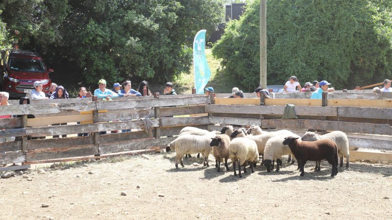 Todo preparado para la Feria del Cordero 2024