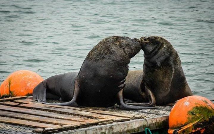 Sernapesca presentó denuncia por maltrato animal contra lobos marinos en Feria Fluvial