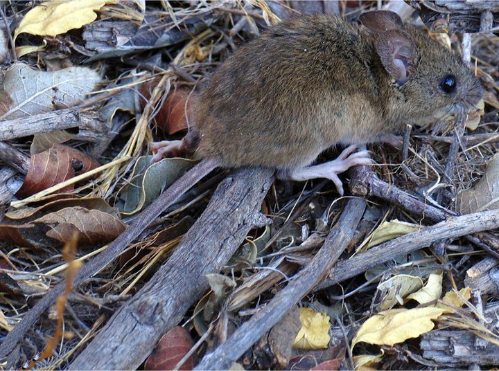 Seremi de Salud refuerza llamado a prevenir contagios de Hantavirus este verano