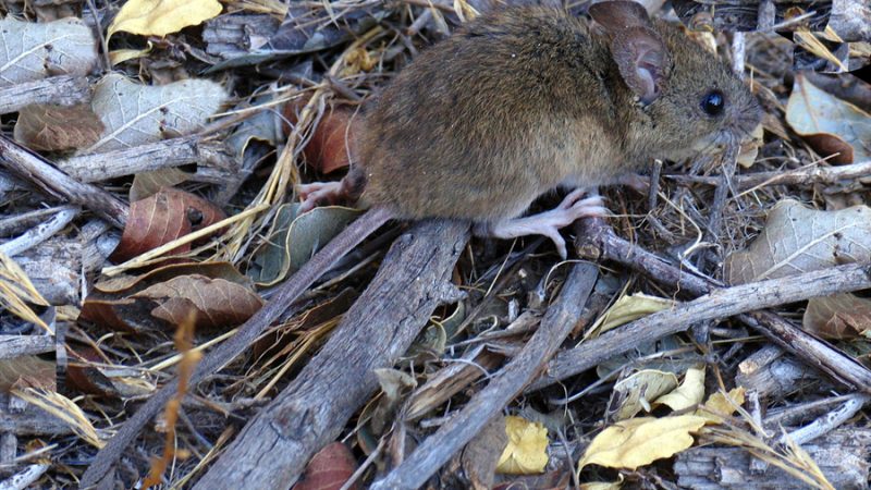 Seremi de Salud refuerza llamado a prevenir contagios de Hantavirus este verano