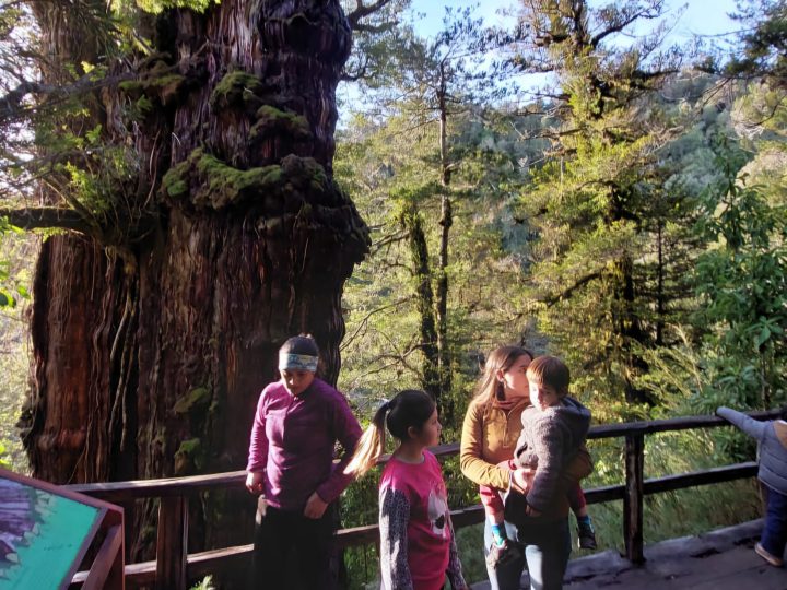 Adquisición de entradas para visitar al Alerce Milenario son obligatorias