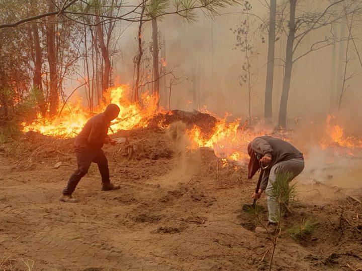 Emiten Alerta Temprana Preventiva por riesgos de incendios forestales en Los Ríos