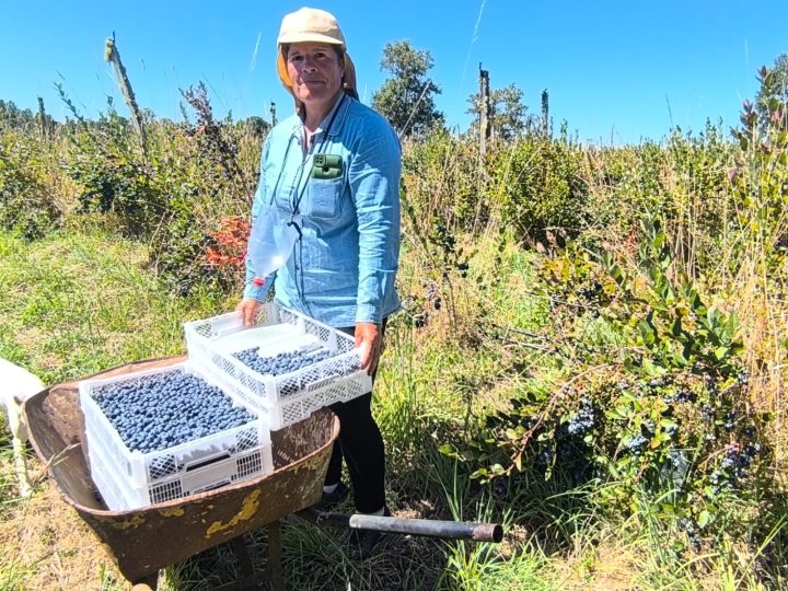 Subsecretaria de Agricultura destaca proyecto de riego de comunidad indígena productora de arándanos